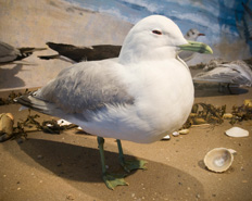 Sea Gull