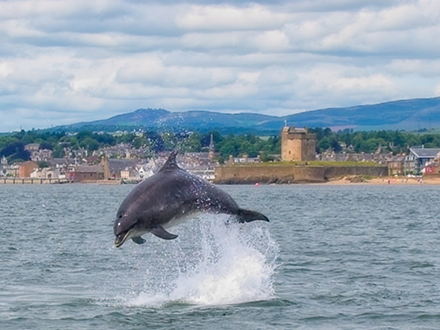 Dolphin Spotting at Broughty Castle