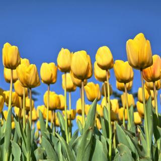 University of Dundee, Botanic Gardens image