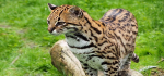 Camperdown Wildlife Centre ready to welcome back visitors