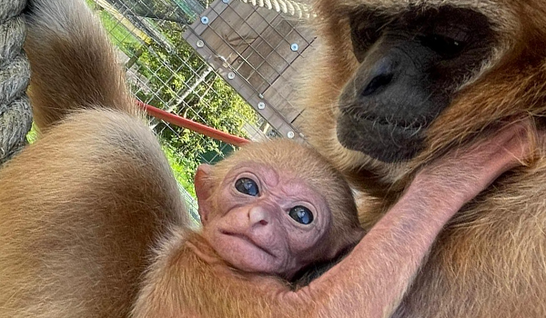 New arrival at Camperdown Wildlife Centre in Dundee 